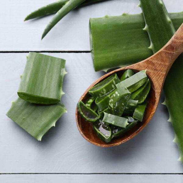 Aloe Vera  Symbol fr Gesundheit und Schnheit  SANUUS