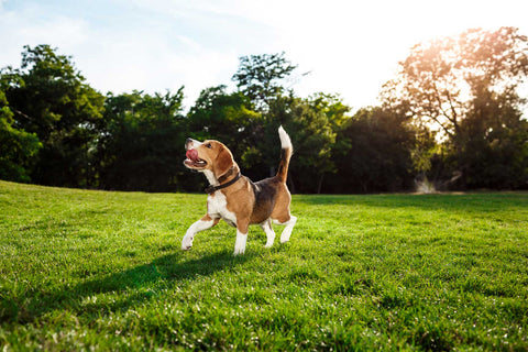 Zink für Hunde: Ein Schlüssel für gesundes Fell