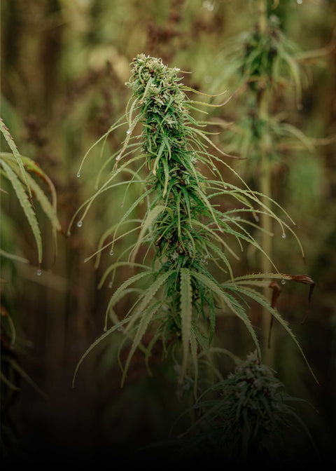 Regionaler Anbau & Verarbeitung im Allgäu