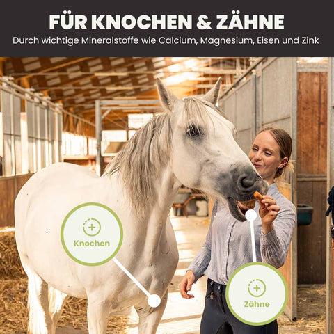 PFERDESTARK Bio Hanfpellets als FLOCKEN Pferdefutter getreidefrei AUCH für Senioren Pferde